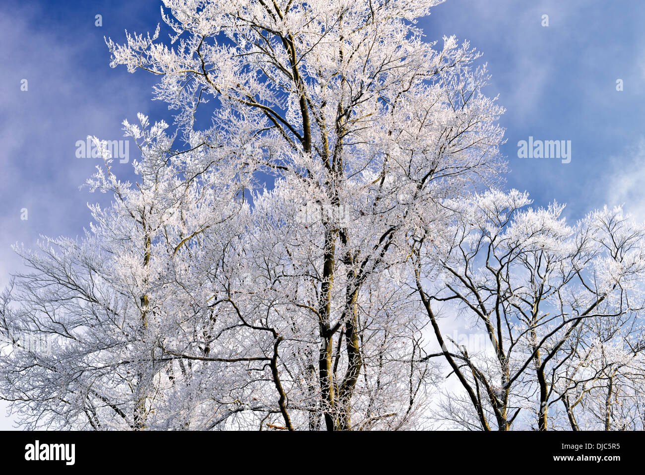 Deutschland, Natur Park Odenwald: Bäume mit weißen Raureif am Katzenbuckel Berg nach dem ersten Schnee fallen Stockfoto