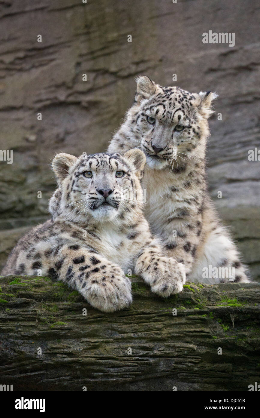 Schnee Leopard Cubs, 28 Wochen alt Stockfoto