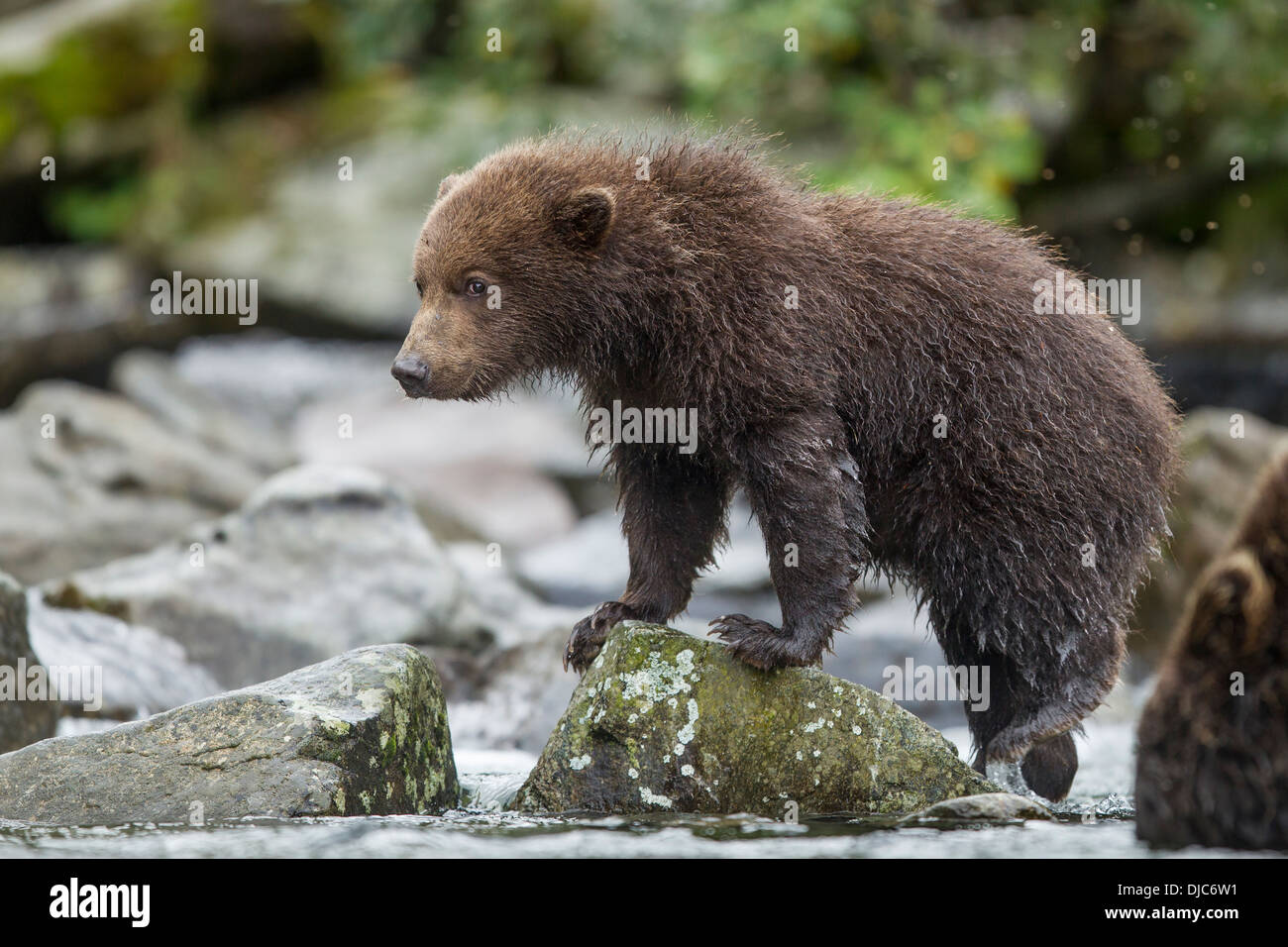 USA, Alaska, Katmai Nationalpark, Coastal Braunbär Frühling Cub (Ursus Arctos) klettern über felsige Stream Bank entlang Kuliak Bay Stockfoto