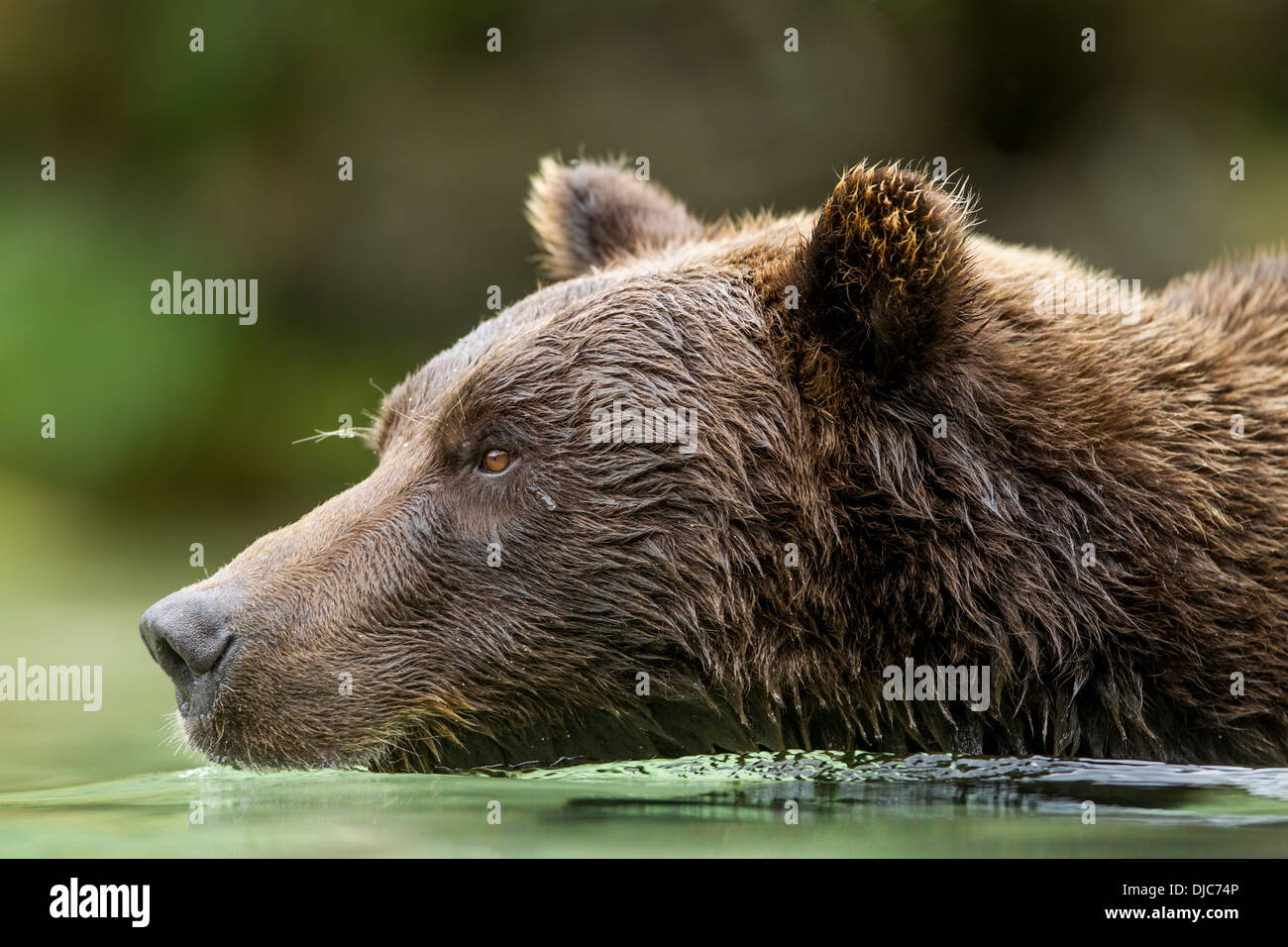 USA, Alaska, Katmai Nationalpark, Coastal Braunbär (Ursus Arctos) über Lachs laichen Stream Kuliak Bucht entlang schwimmen Stockfoto