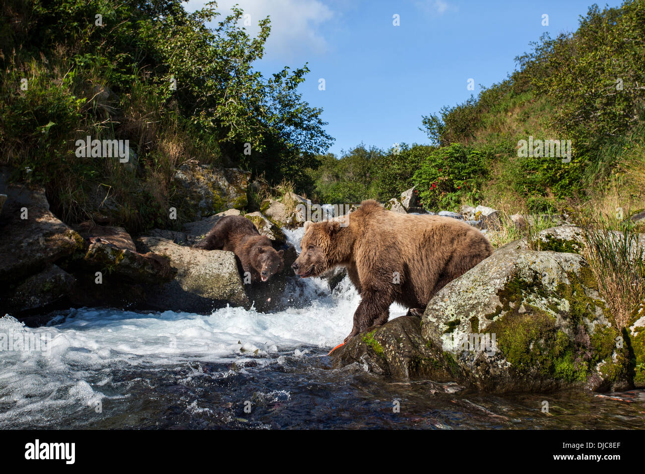 USA, Alaska, Katmai Nationalpark, Angeln auf Lachs laichen Stream Coastal Braunbären (Ursus Arctos) in der Nähe von Kaflia Bay Stockfoto