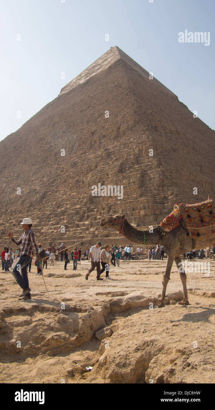 Kamel vor der Pyramide des Khaefre (oder Chephren), Giza. Ägypten. Stockfoto