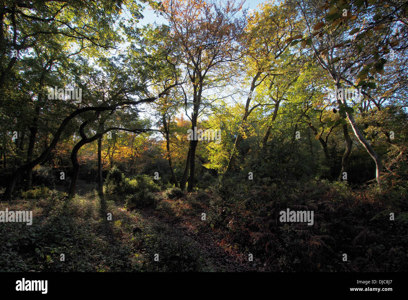 Burnham Beeches Wald im Herbst in Buckinghamshire, England Stockfoto