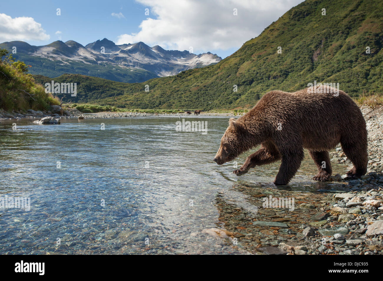 USA, Alaska, Katmai Nationalpark, Coastal Braunbär (Ursus Arctos) Angeln auf Lachs laichen Stream von Kinak Bay Stockfoto