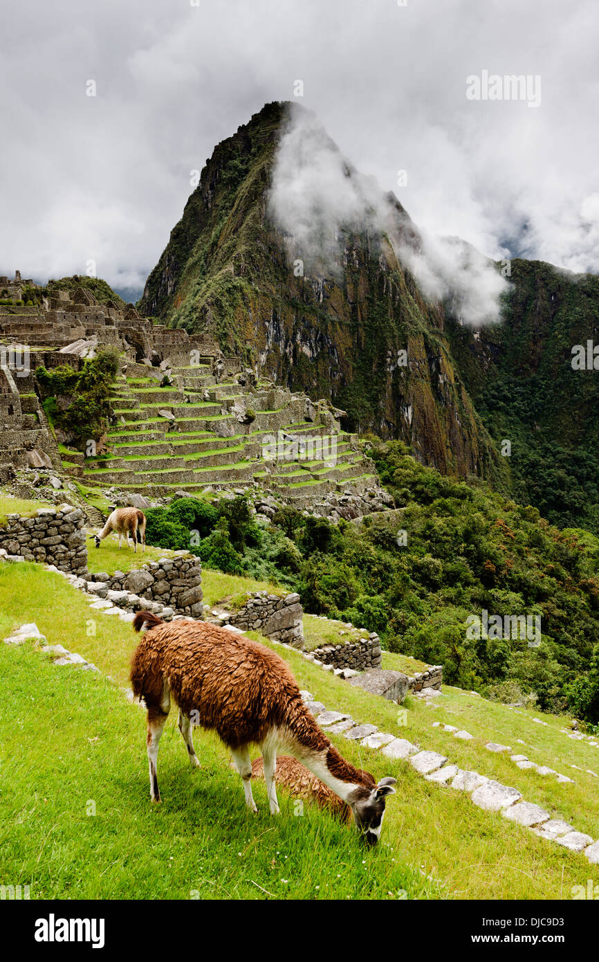 Lamas in Machu Picchu in der Region Cusco in Peru. Stockfoto