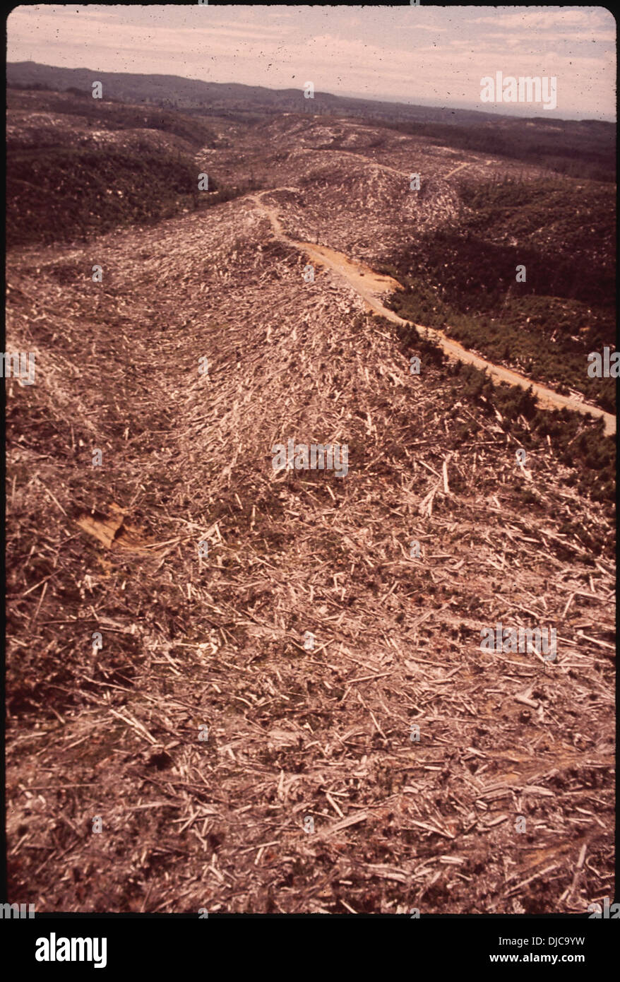 EIN GROßER BEREICH VON SLASH BLEIBT NACH DEM HOLZEINSCHLAG (DURCH DAS U.S. BUREAU OF INDIAN AFFAIRS) AUF DER QUINAULT-INDIANER. 138 Stockfoto