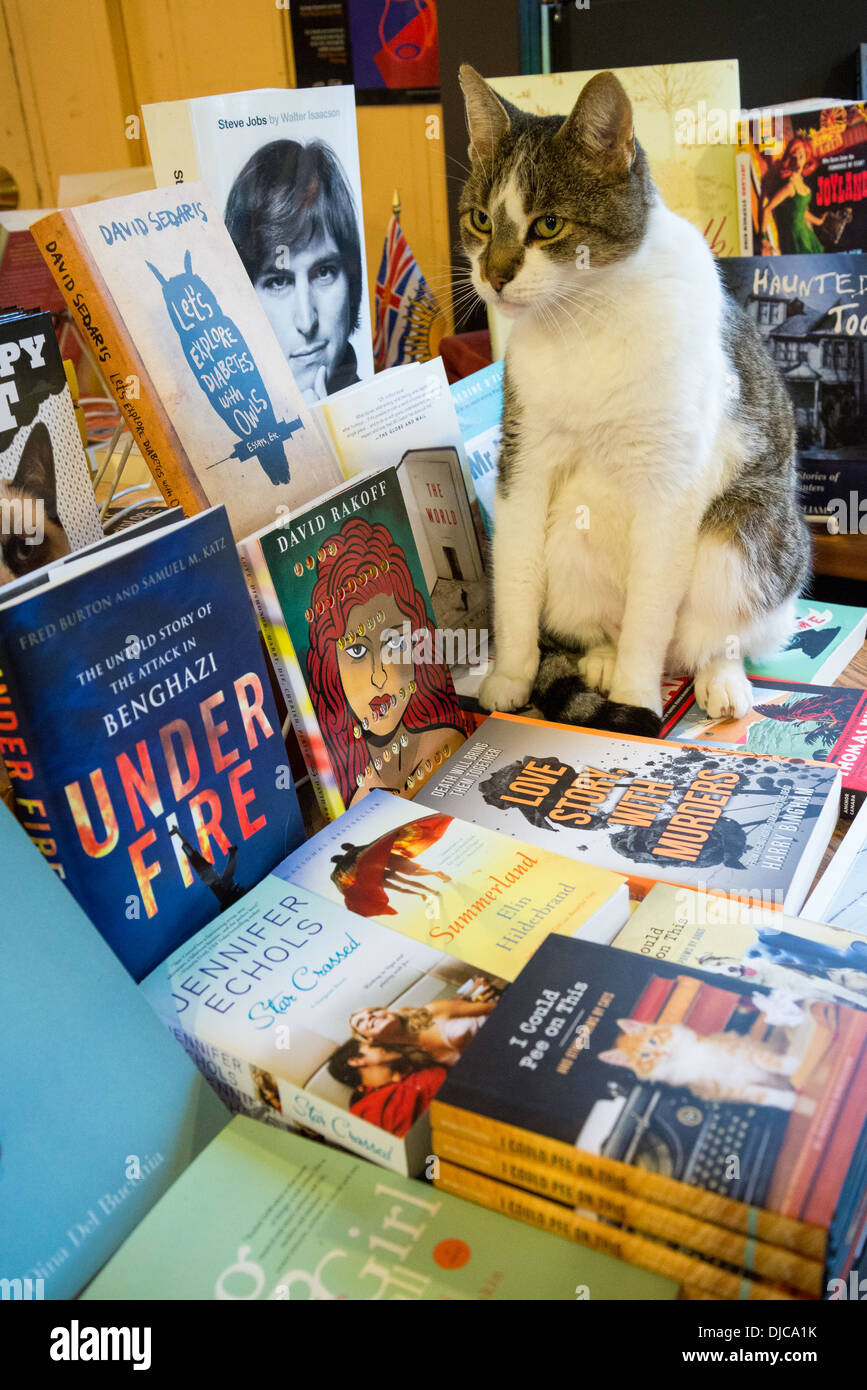 Katze auf Tisch mit Büchern, Galiano Island, Galiano Island. British Columbia, Kanada Stockfoto