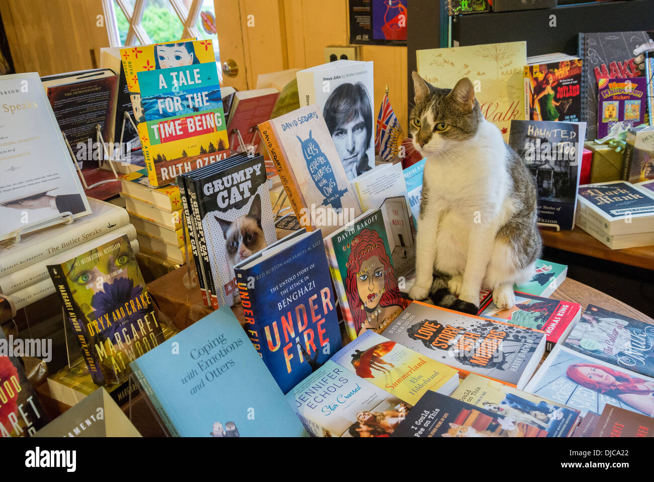 Katze auf Tisch mit Büchern, Galiano Island, Galiano Island. British Columbia, Kanada Stockfoto