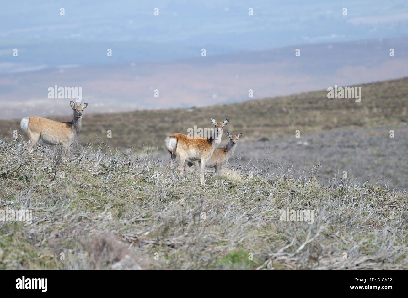 Rothirsch in Wicklow, Irland Stockfoto