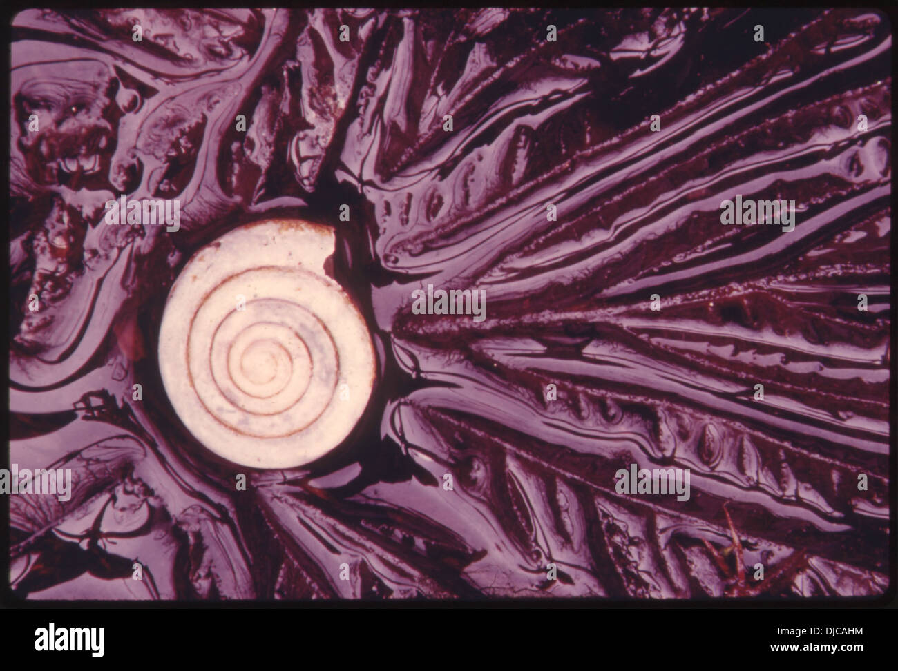 Eine Nahaufnahme einer Waldschnecke, die auf einem Erlenblatt in den Wäldern von Vancouver Island, British Columbia, in der Nähe von Port Alberni liegt. Stockfoto