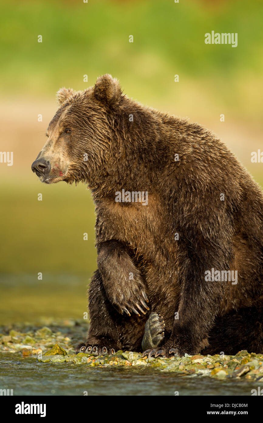 USA, Alaska, Katmai Nationalpark, Coastal Braunbär (Ursus Arctos) sitzen auf ihren Hüften entlang Lachs laichen stream Stockfoto