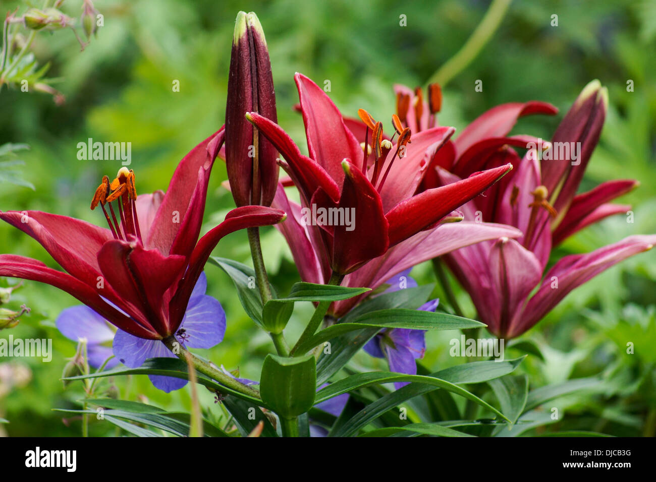 Schwarze Lilien Stockfotos und bilder Kaufen Alamy