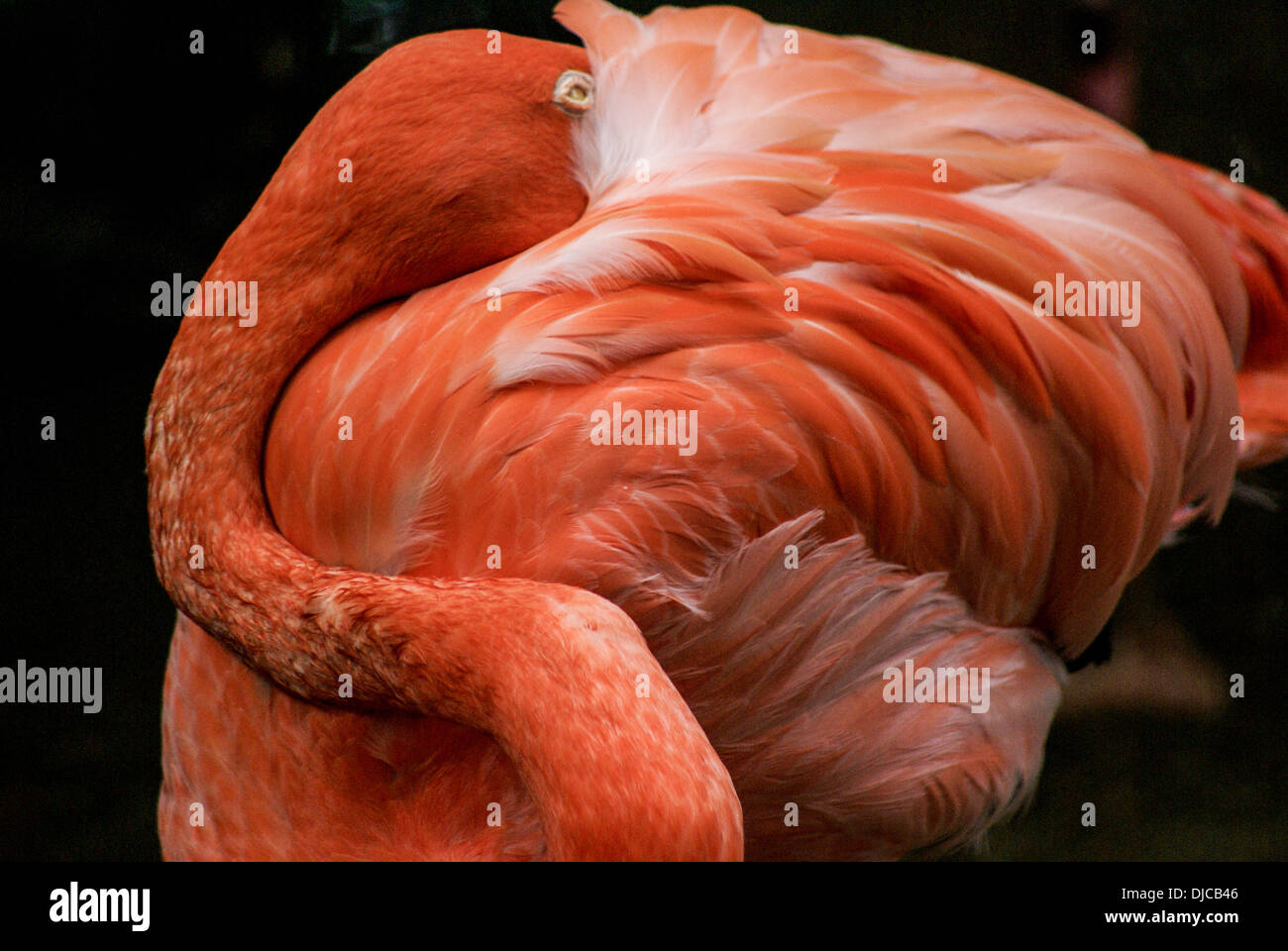 Nahaufnahme von einem karibischen Flamingo Vogel Nickerchen (Phoenicopterus) Stockfoto