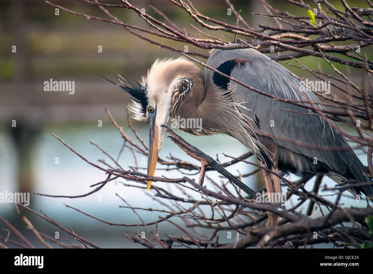 Great Blue Heron (Ardea Herodias), Wakodahatchee Feuchtgebiete; Florida, Vereinigte Staaten von Amerika Stockfoto