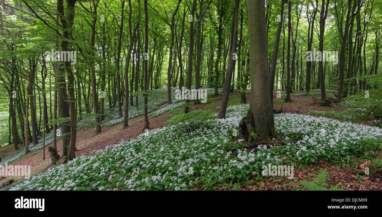 Ramsoms in Buchenwald, Deutschland Stockfoto