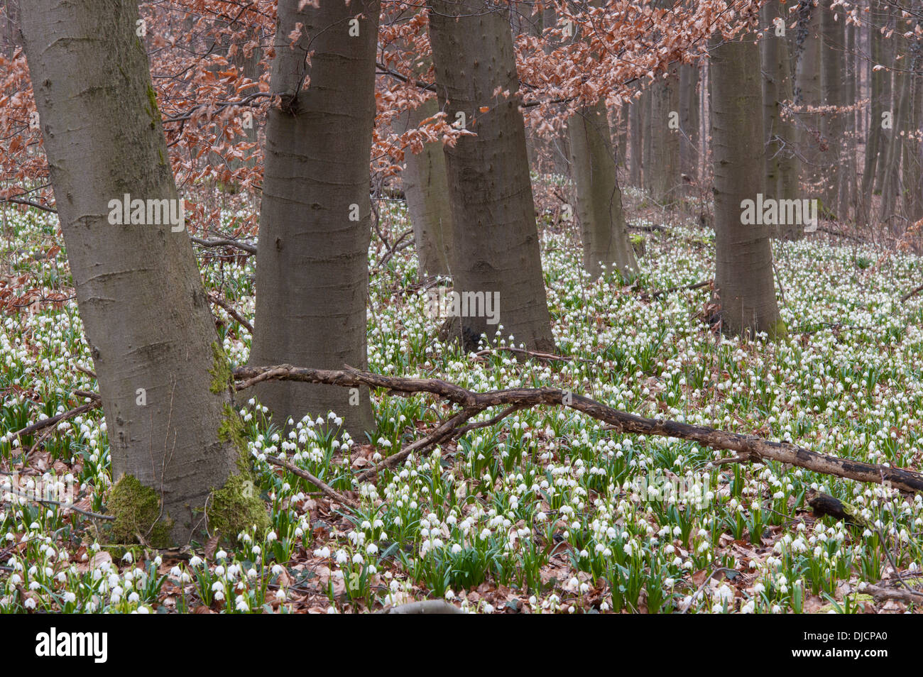 Frühling-Schneeflocke in Buchenwald, Leucojum Vernum, Deutschland Stockfoto