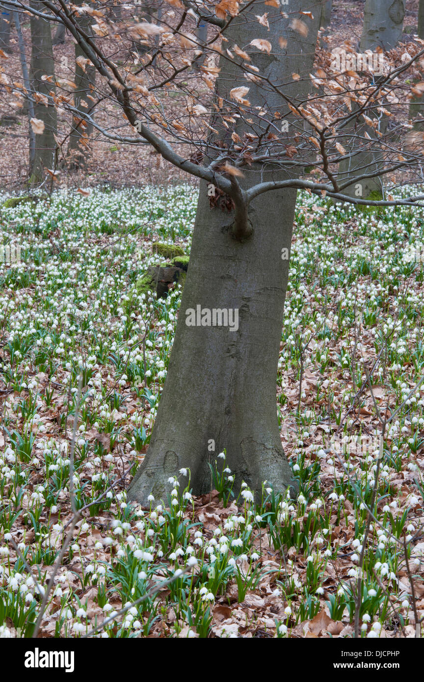 Frühling-Schneeflocke in Buchenwald, Leucojum Vernum, Deutschland Stockfoto