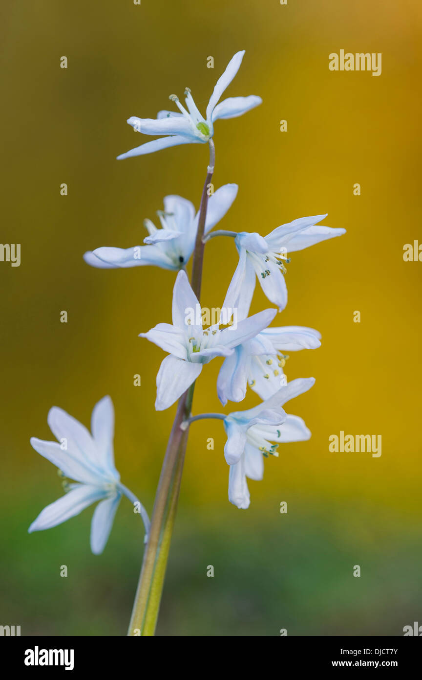 Glory-of-the-Snow, chionodoxa Stockfoto