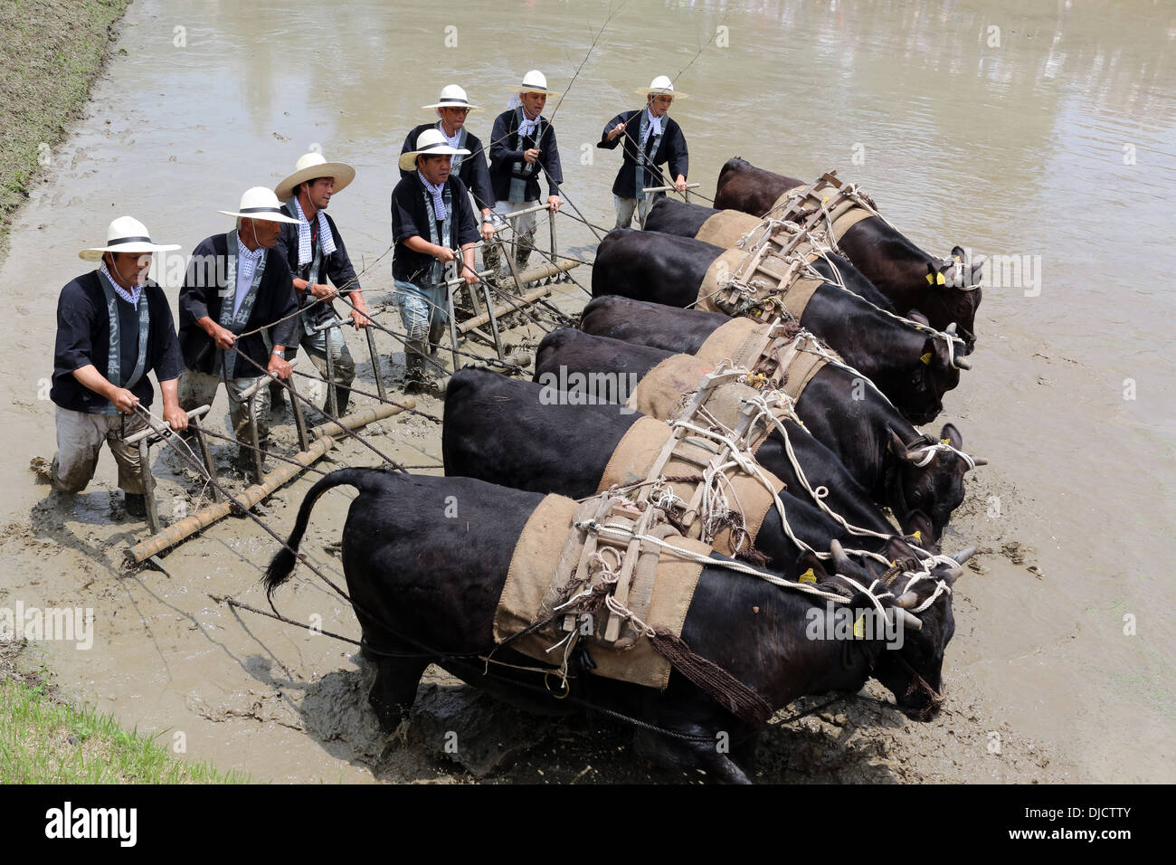 Japanische Bauern Pflügen Reisfeld, mit Kraft des Büffels Stockfoto