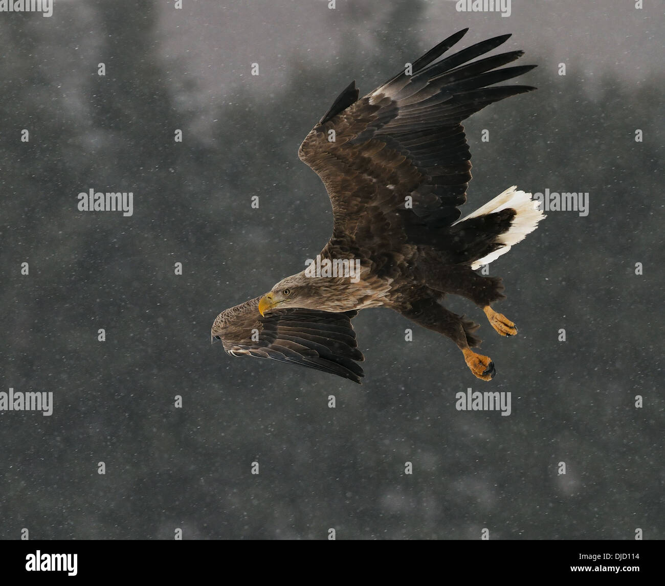 Seeadler, Haliaeetus Horste im Flug in einem Schnee Schneesturm mit dunklen Bäume des Waldes im Hintergrund. Stockfoto