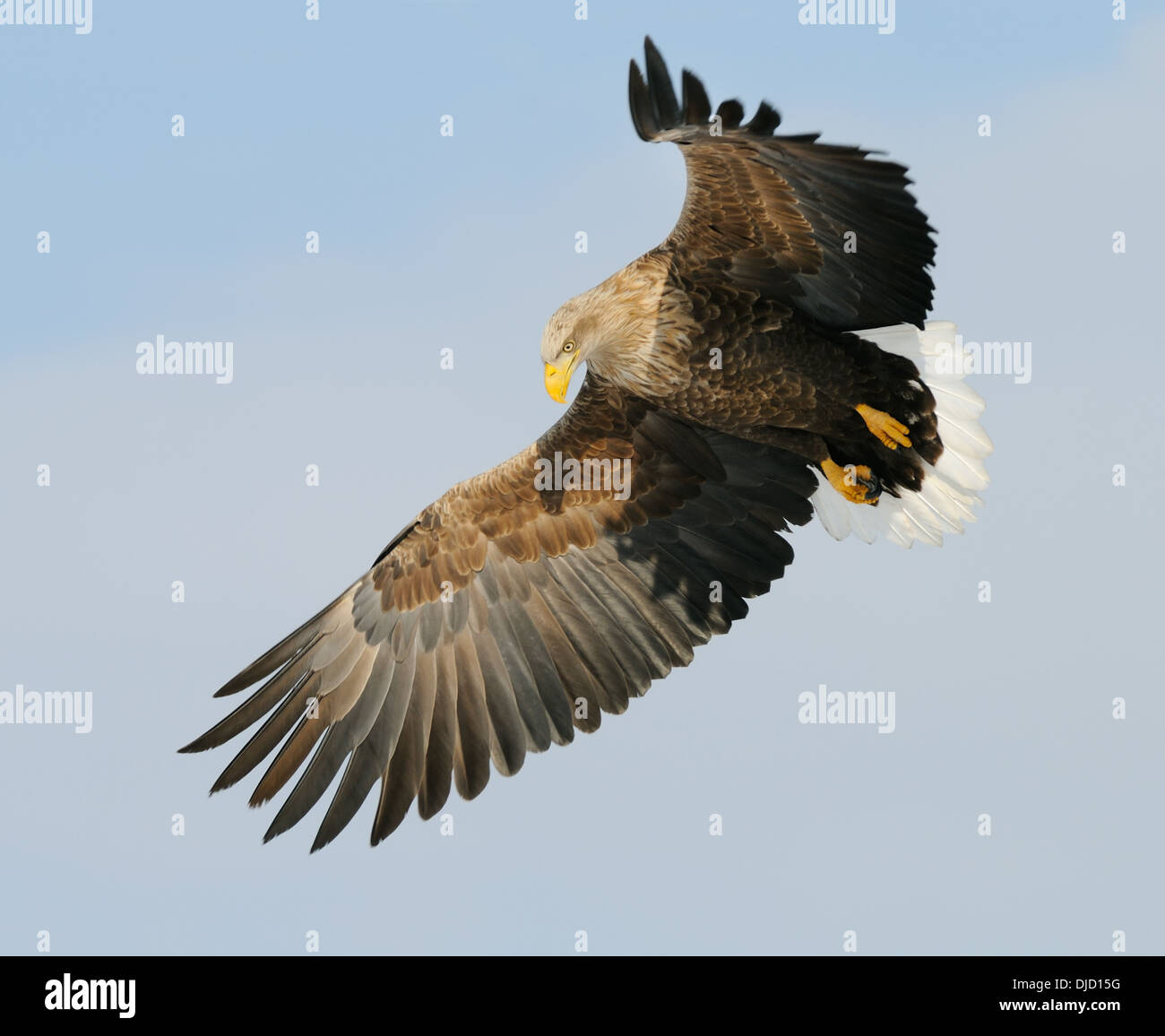 Seeadler, Haliaeetus Horste im Flug in der Akan-Präfektur auf Hokkaido, Japan Stockfoto