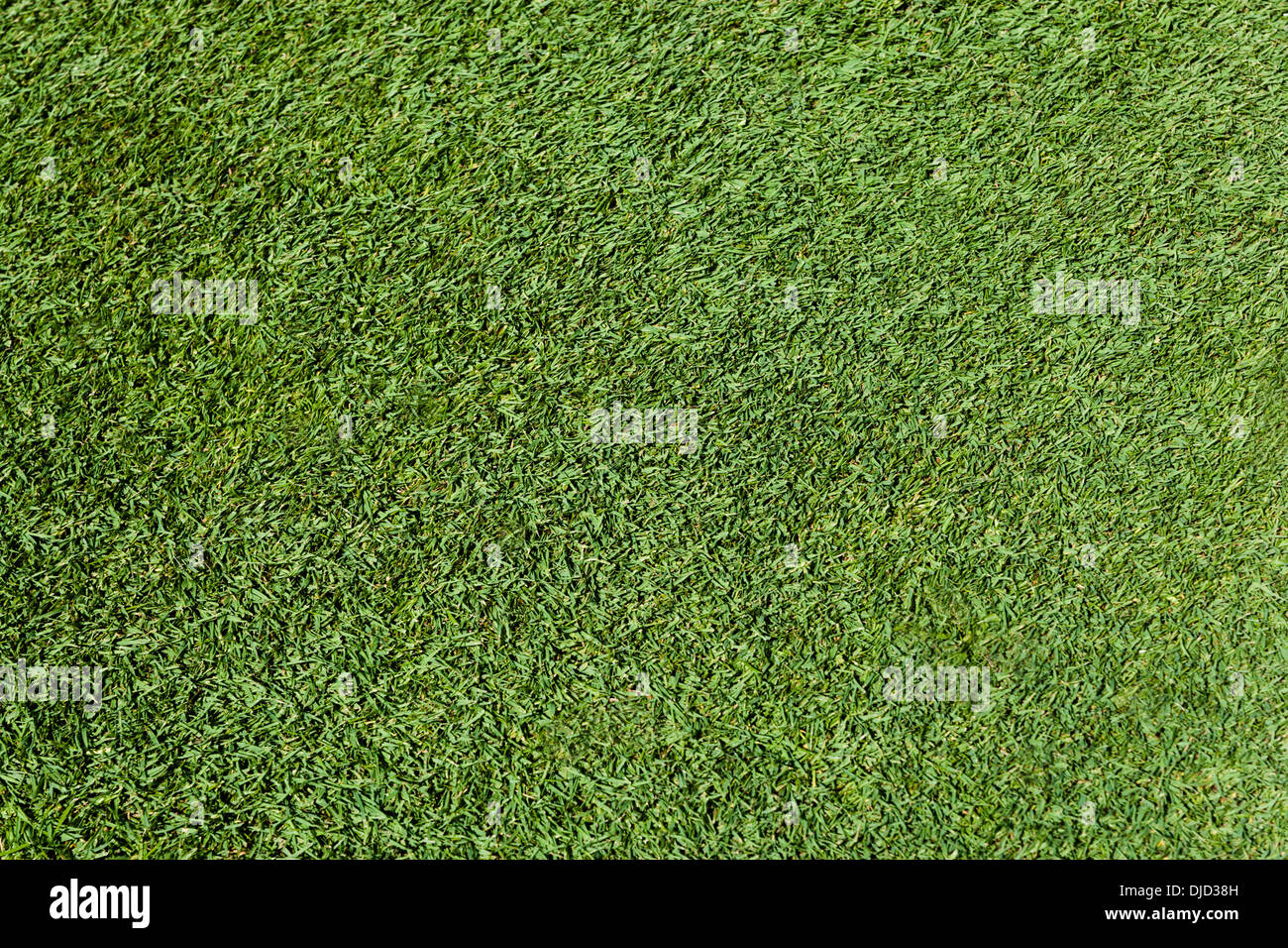 Deutschland, München, Golfplatz Rasen Stockfoto