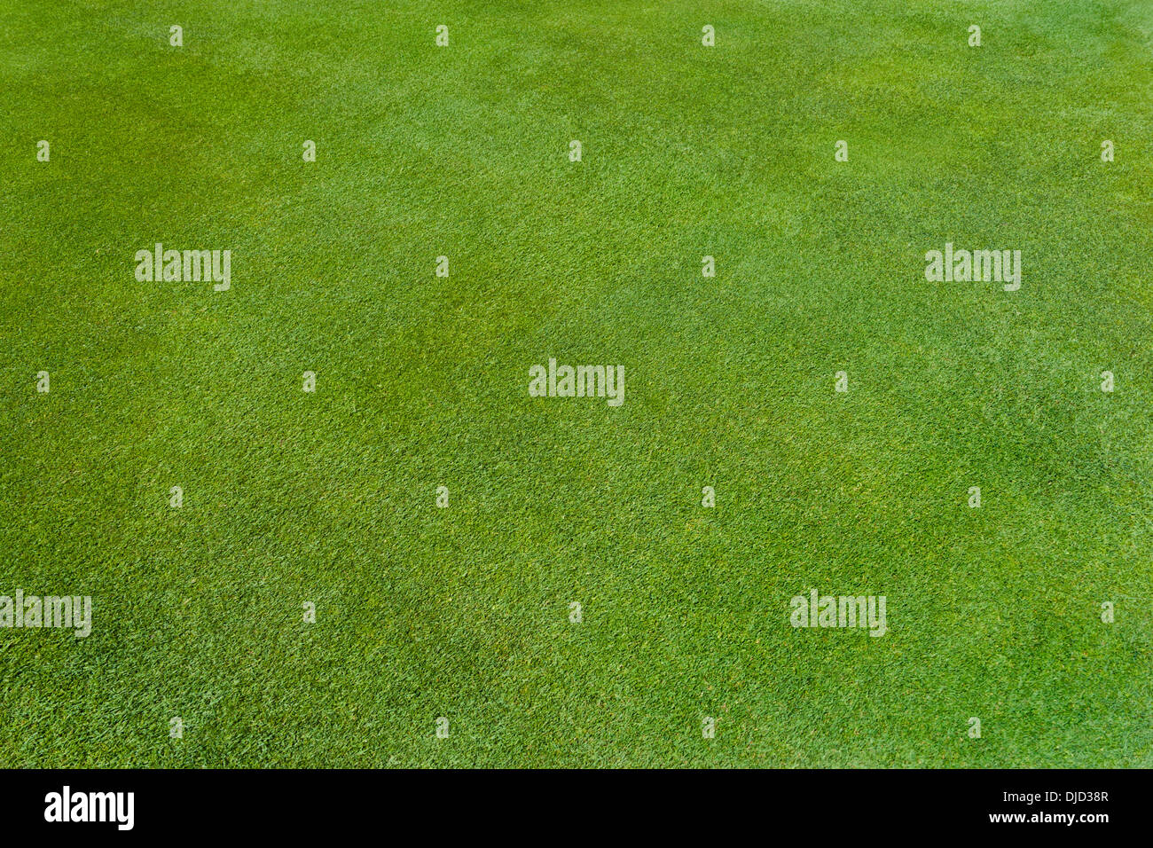 Deutschland, München, Golfplatz Rasen Stockfoto