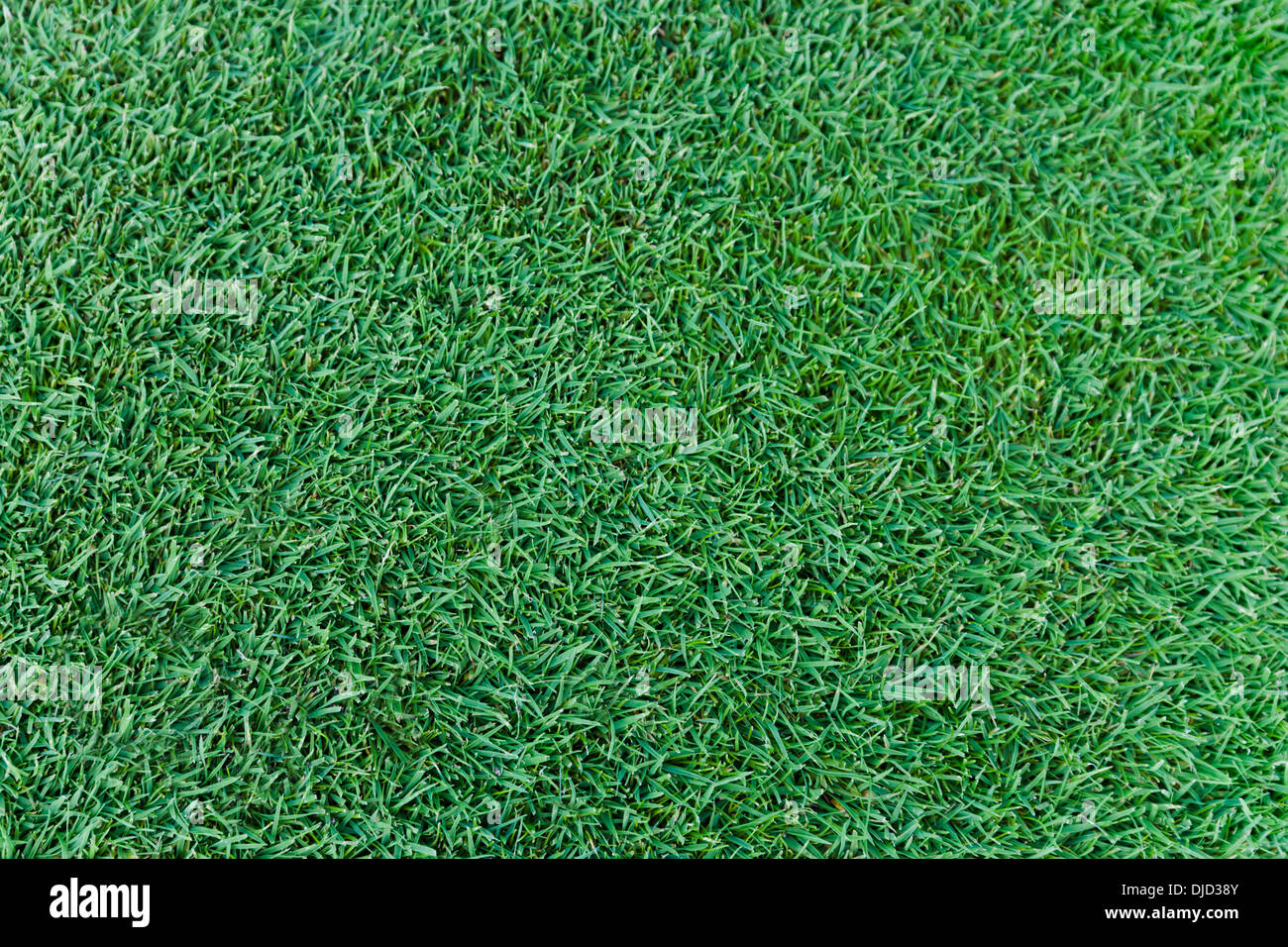 Deutschland, München, Golfplatz Rasen Stockfoto