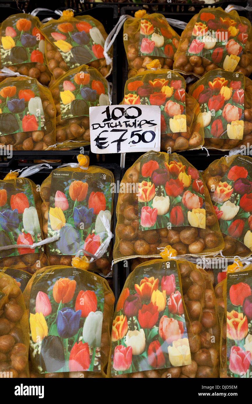 Tulpenzwiebeln für Verkauf auf dem schwimmenden Blumenmarkt in Amsterdam, Niederlande Stockfoto