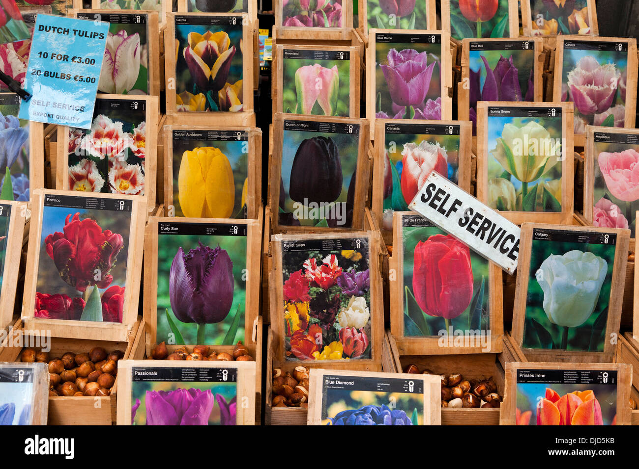 Tulpenzwiebeln für Verkauf auf dem schwimmenden Blumenmarkt in Amsterdam, Niederlande Stockfoto