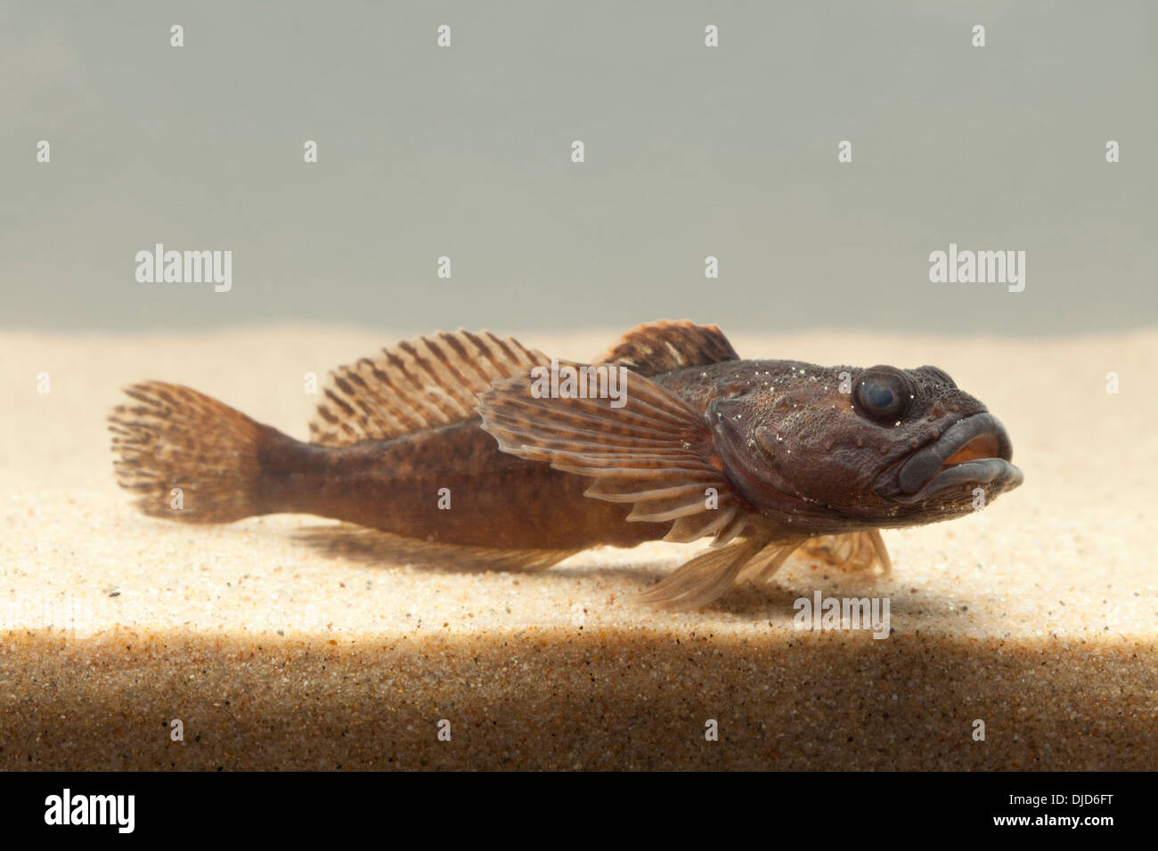 Cottus Perifretum Fisch auf sand Stockfoto
