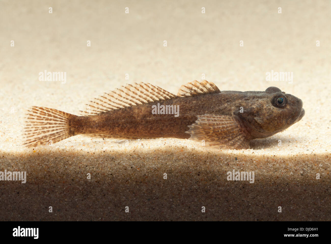 Cottus Perifretum Fisch auf sand Stockfoto