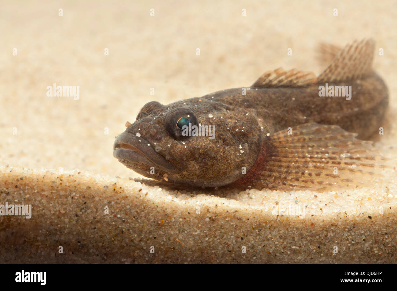 Cottus Perifretum Fisch auf sand Stockfoto