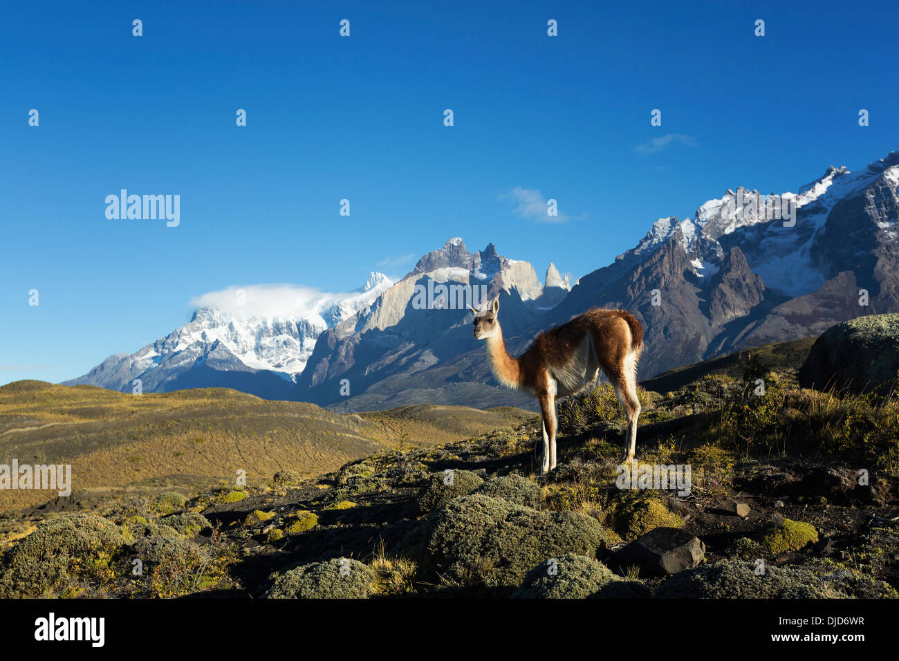 Guanako (Lama Guanicoe) stehen am Hang mit Torres del Paine Bergen im Hintergrund. Patagonia.Chile Stockfoto