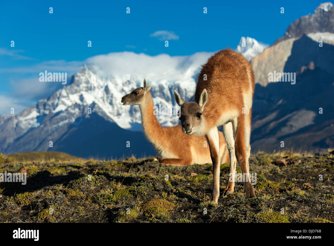 Zwei Guanakos (Lama Guanicoe) am Hang mit Torres del Paine Bergen im Hintergrund. Patagonia.Chile Stockfoto