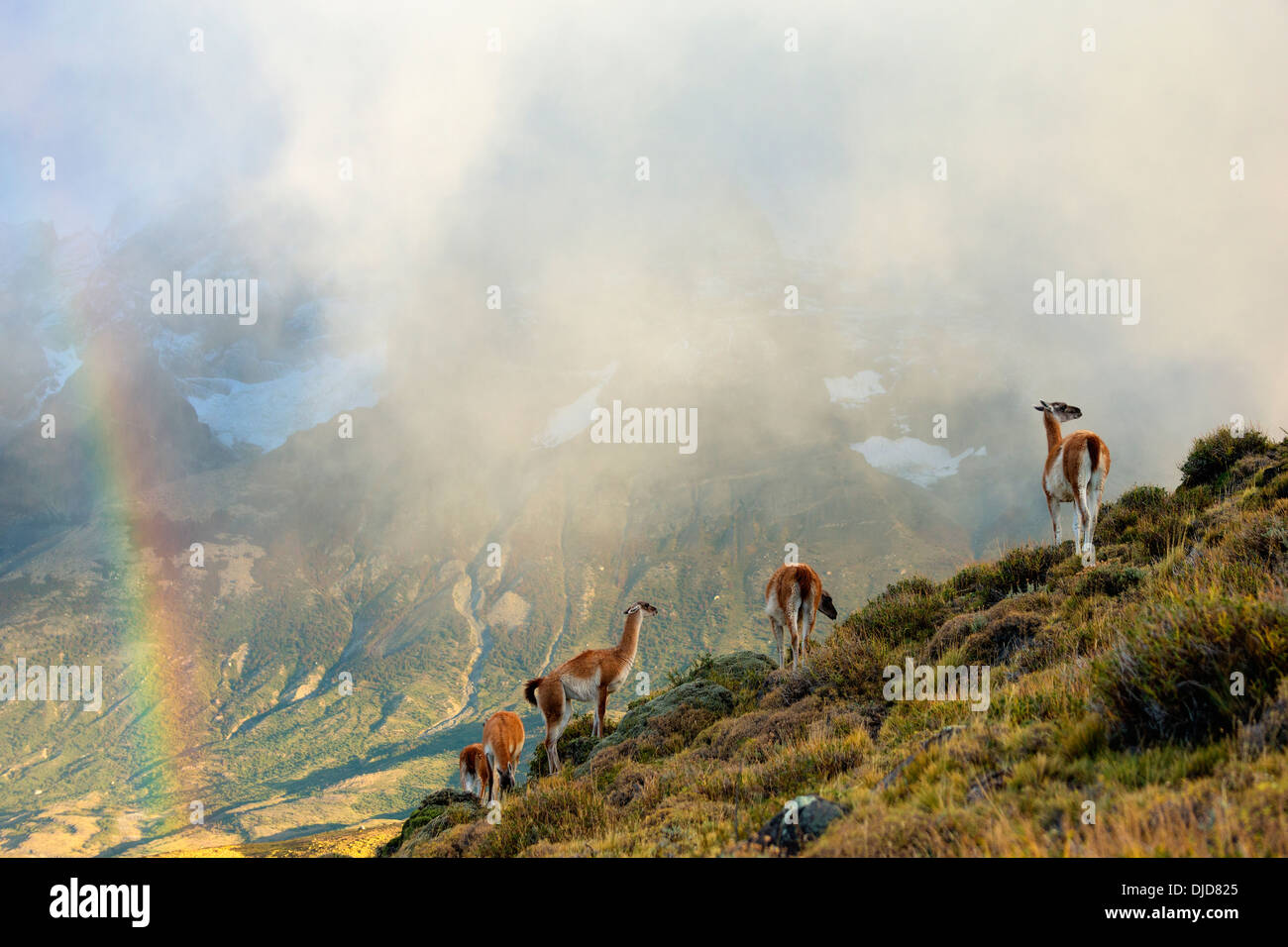 Kleine Gruppe von Guanakos (Lama Guanicoe) stehen im Nebel am Hang mit Torres del Paine Berge und ein Regenbogen in der Stockfoto