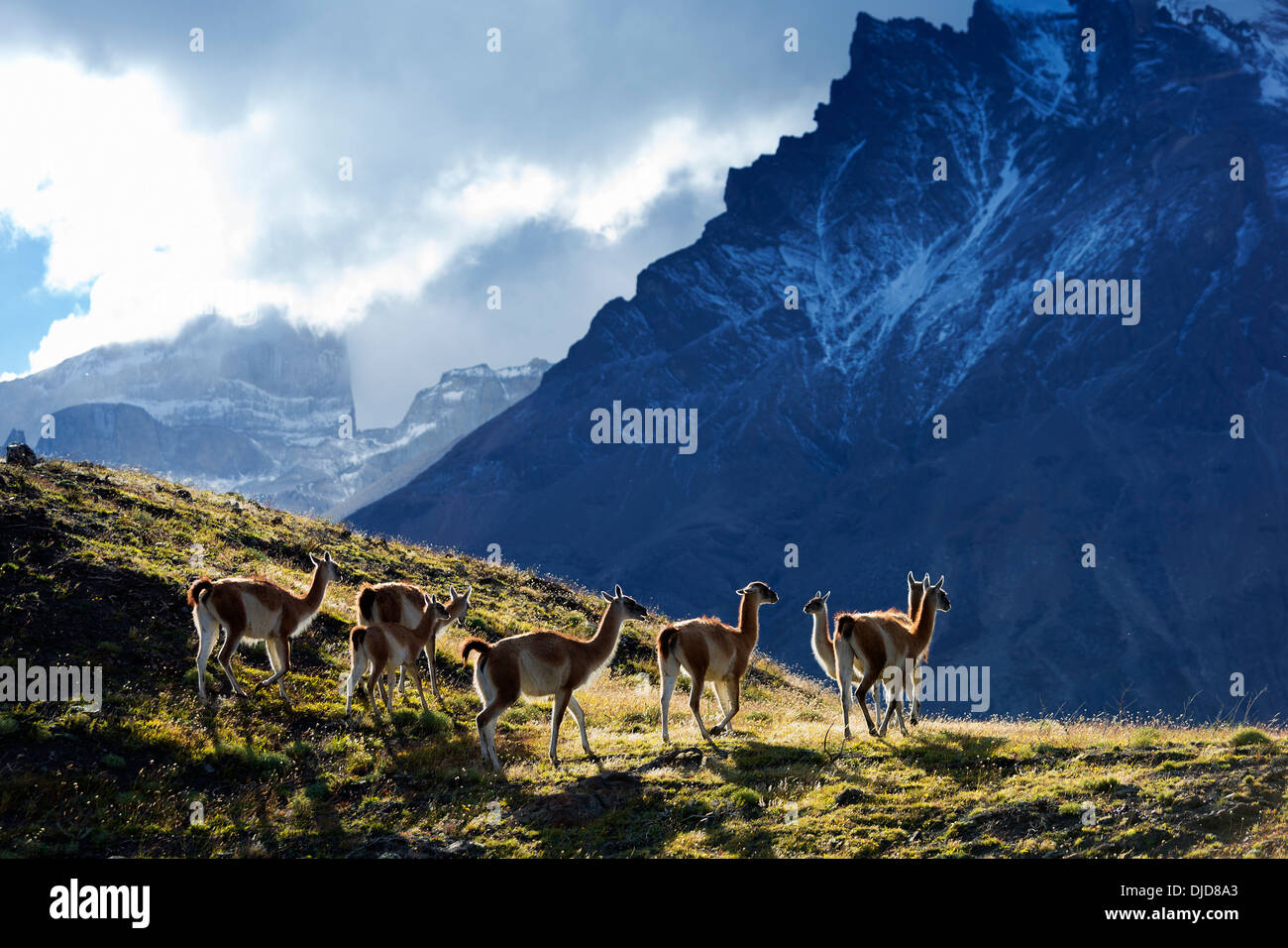 Kleine Gruppe von Guanako (Lama Guanicoe) stehen am Hang mit Torres del Paine Bergen im Hintergrund. Patagonia.Chile Stockfoto