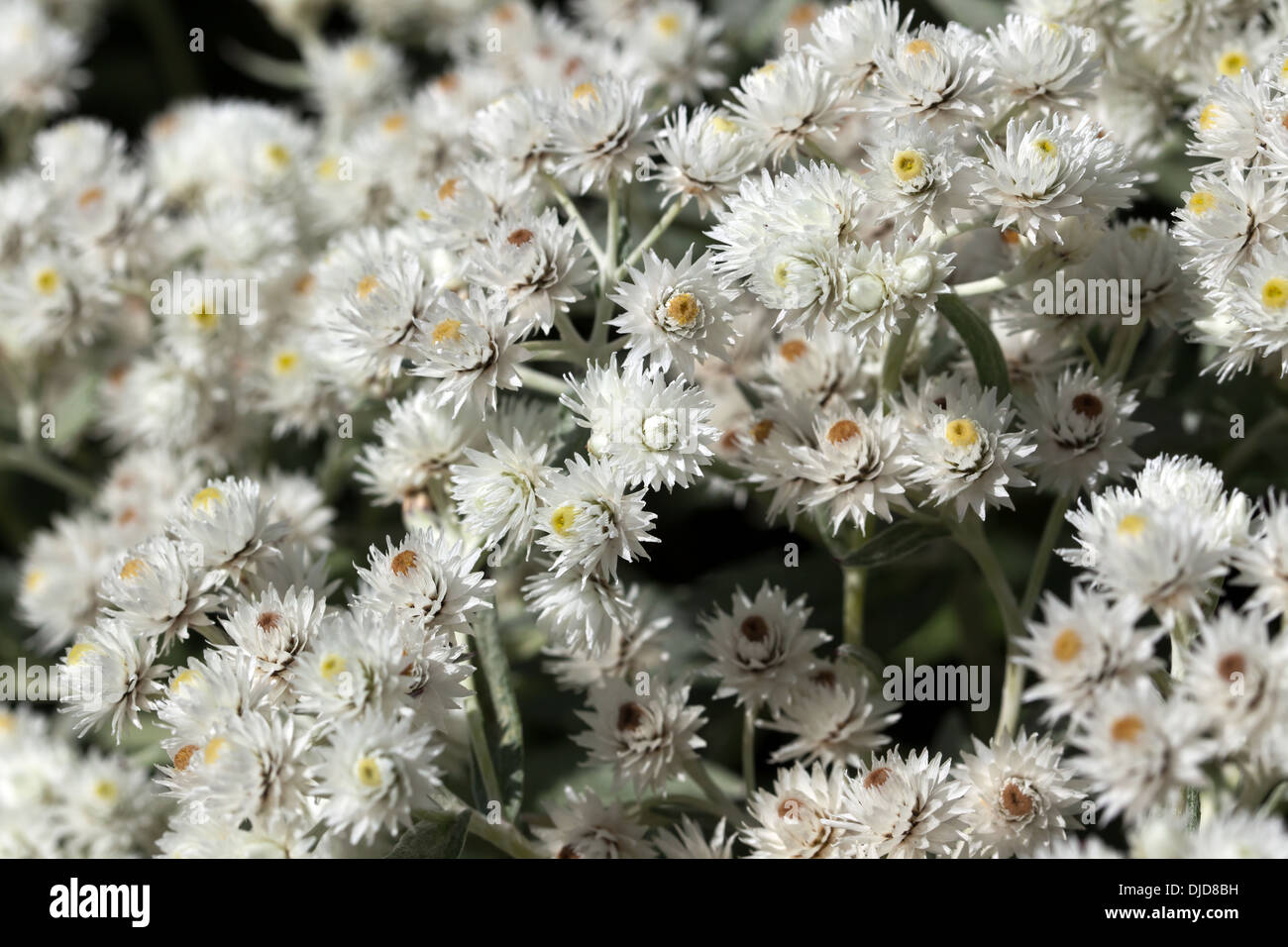 Regelklappe aus Anaphalis Margaritacea Blumen. (Westliche Pearly Everlasting) Stockfoto