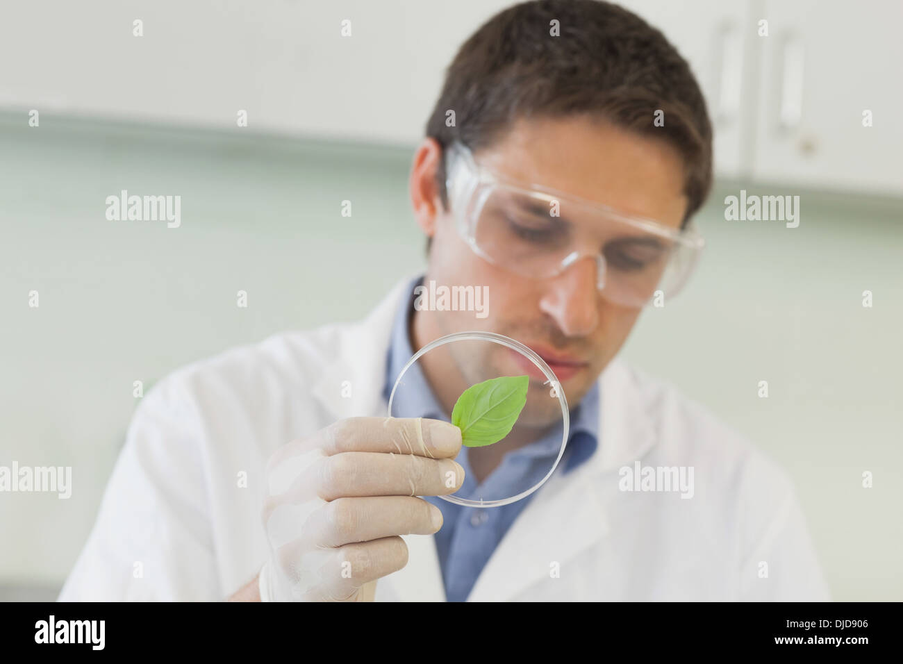 Attraktive männliche Wissenschaftler halten eine Petrischale Stockfoto
