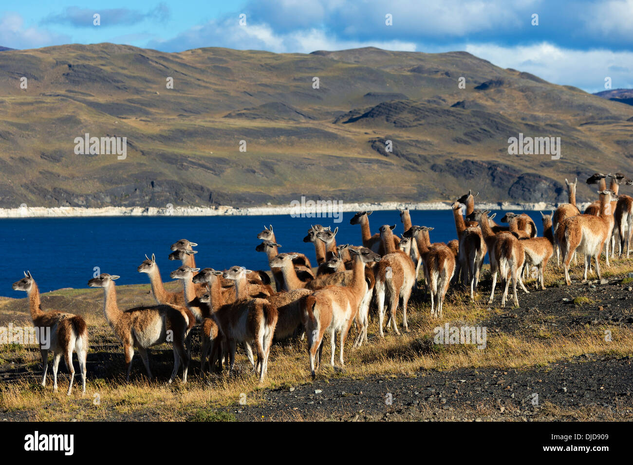 Kleine Herde von Guanakos (Lama Guanicoe) im Torres del Paine National Park.Patagonia.Chile Stockfoto