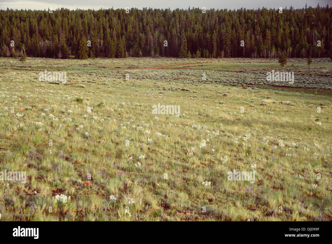 USA, Colorado, Natur und Landschaft in der Nähe von Salida Stockfoto