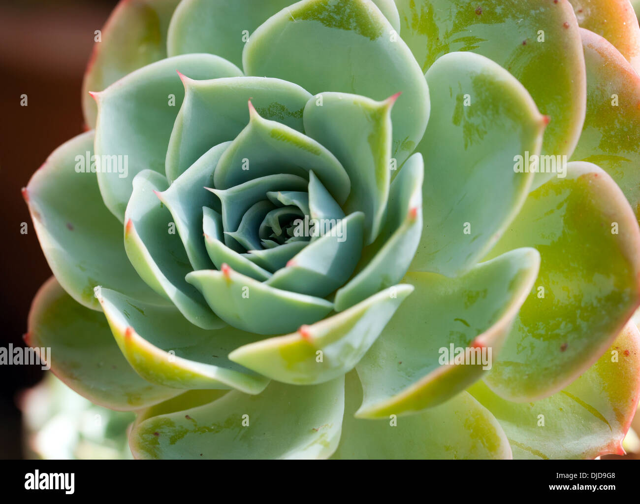 Makro-Bild von einer Echeveria Sukkulente. Stockfoto