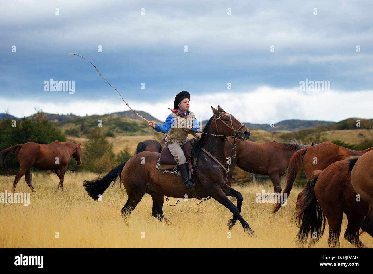Gaucho auf seinem Pferd Wildpferde aufrunden. Patagonia.Chile Stockfoto