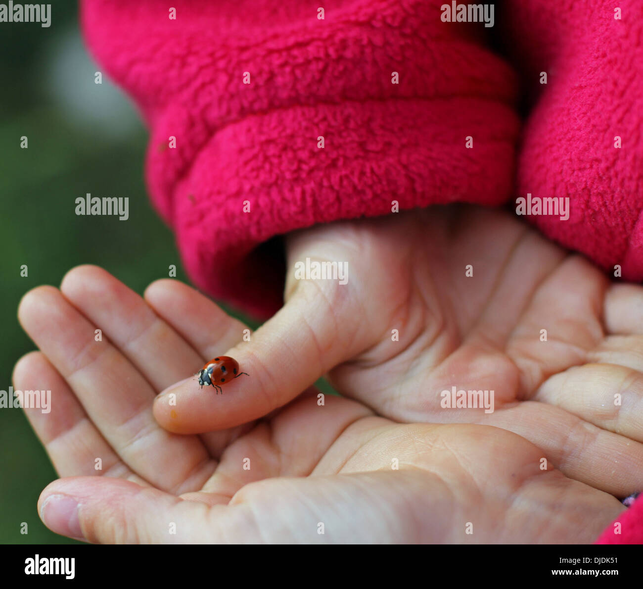kleine Marienkäfer Glücksbringer in die Hand des Mädchens Stockfoto