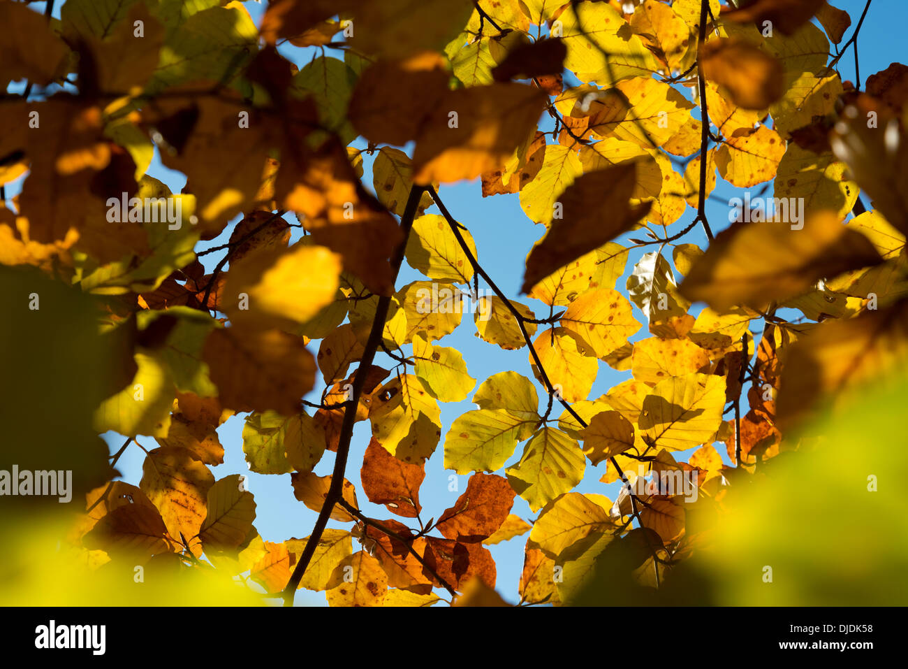 Buche Baum Blatt Herbstfarben in England Stockfoto