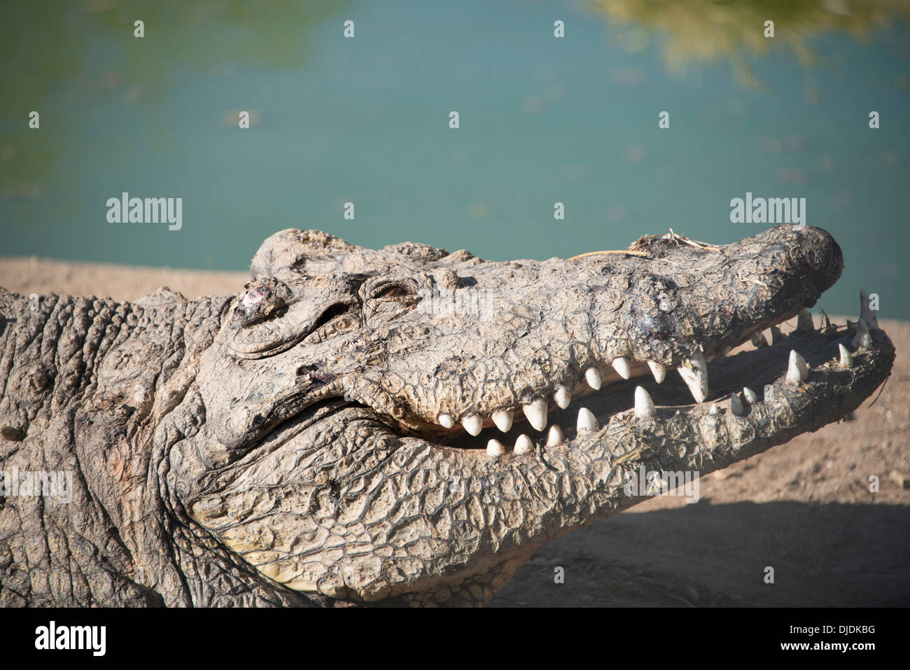 Nil-Krokodil (Crocodylus Niloticus), Otjiwarongo Krokodil Ranch, Otjiwarongo, Namibia Stockfoto