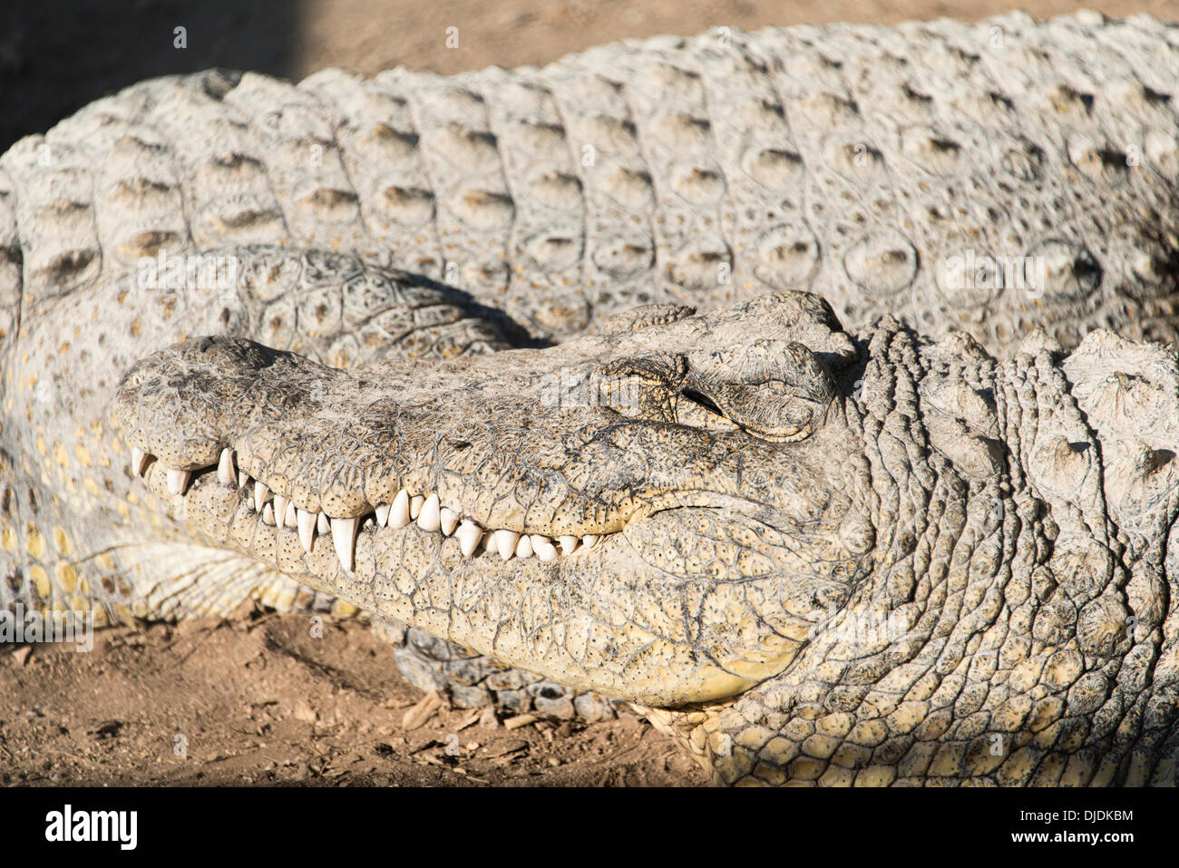 Nil-Krokodil (Crocodylus Niloticus), Otjiwarongo Krokodil Ranch, Otjiwarongo, Namibia Stockfoto