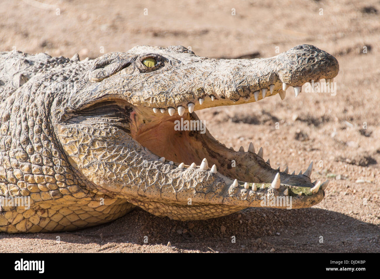 Nil-Krokodil (Crocodylus Niloticus), Otjiwarongo Krokodil Ranch, Otjiwarongo, Namibia Stockfoto