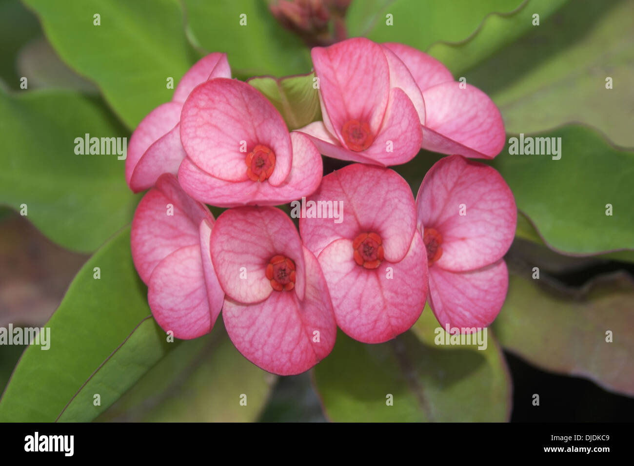 Kleine rosa und rote Euphorbia Milli Blüten. Krone von Dornen. Legende