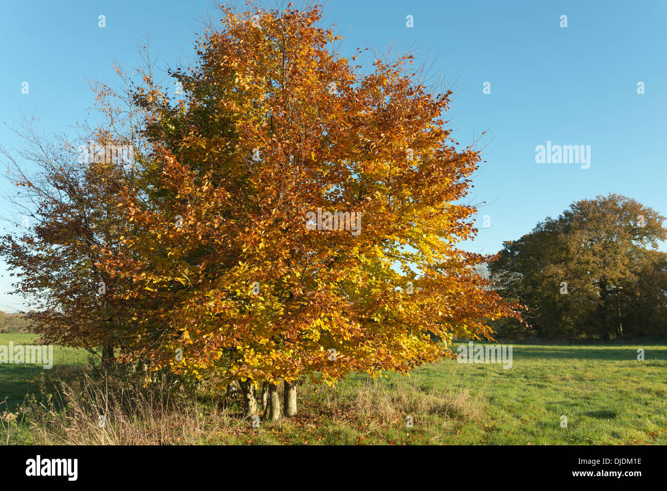 Buche Baum Blatt Herbstfarben in England Stockfoto